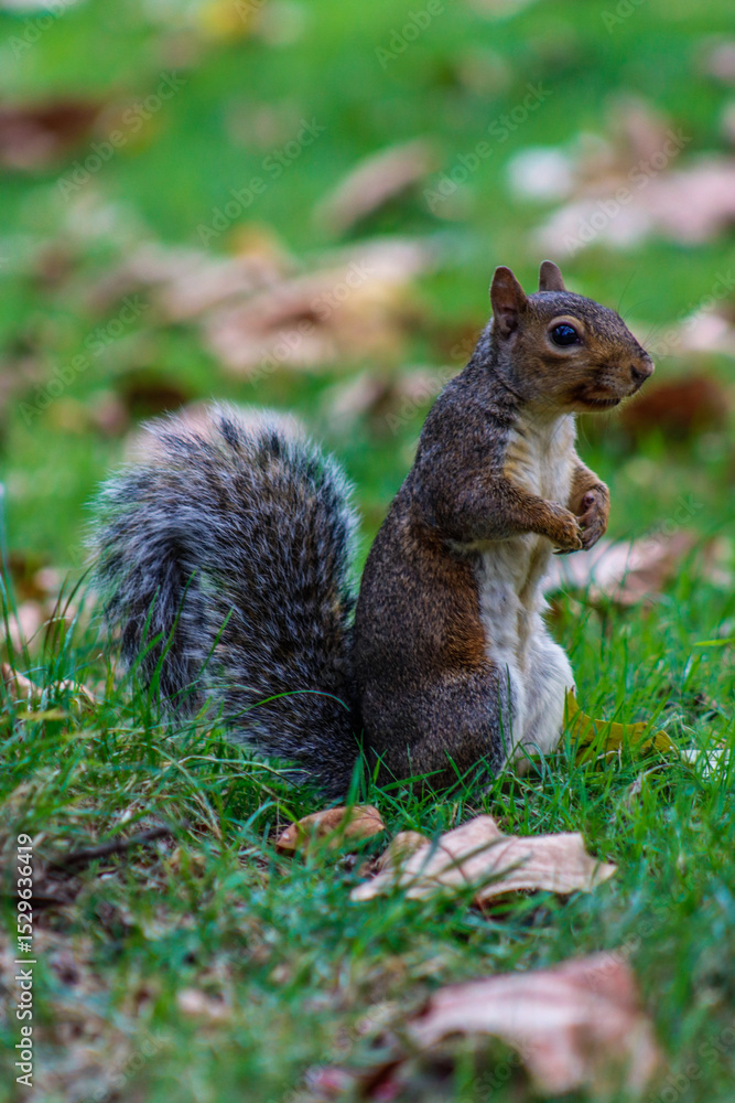 squirrel