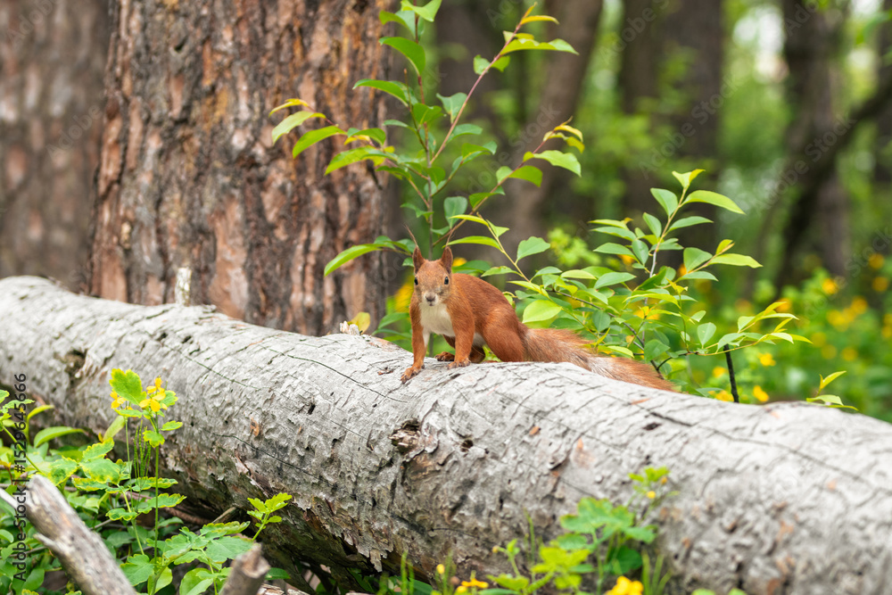 Obraz premium A red squirrel walks along a fallen tree