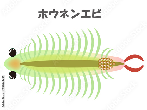 かわいいホウネンエビのイラスト素材5