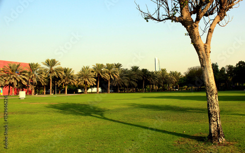 Sunny Green Park with Palm Trees and Lone Bare Tree – Natural Landscape Scene