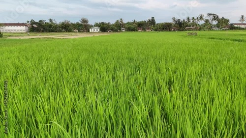 Lush verdant rice paddies stretch across the frame with distant buildings and trees beneath a cloudy sky
