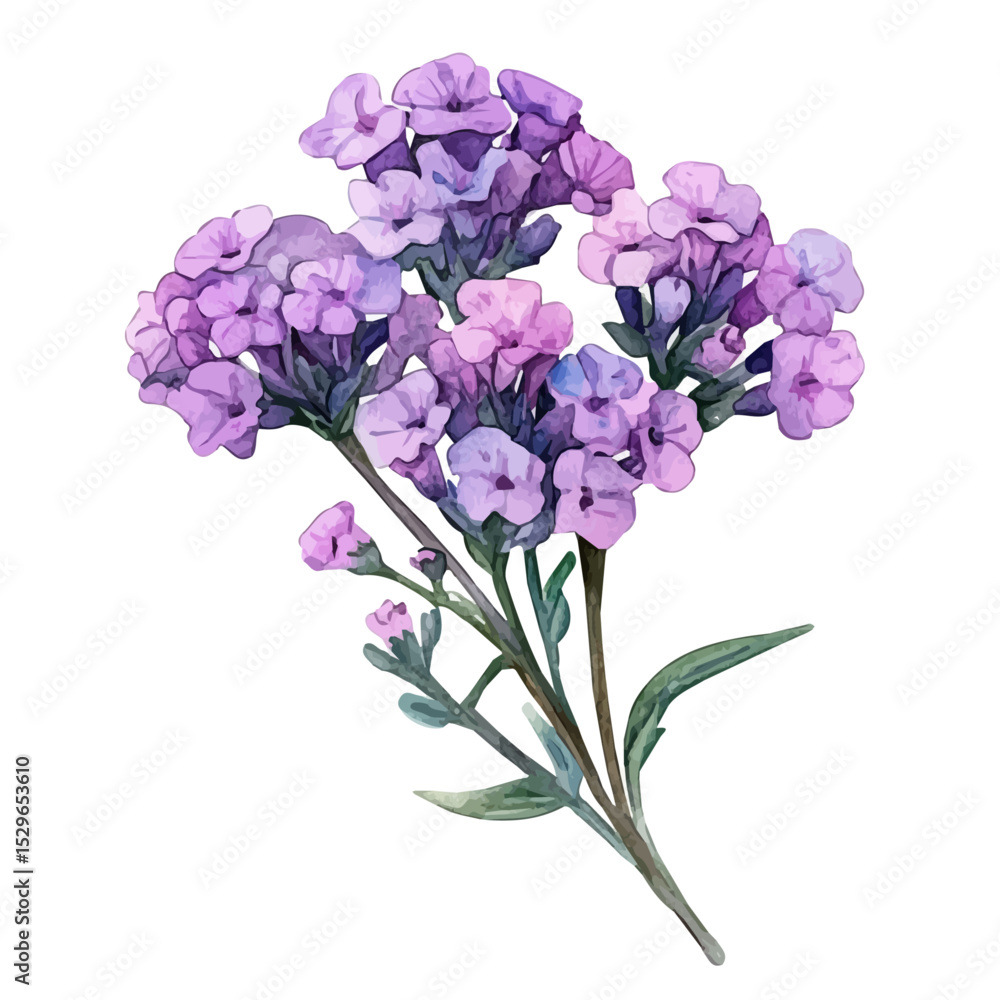 Fototapeta premium A Verbena Bouquet, watercolor painting vector, high quality, isolated on a white background.