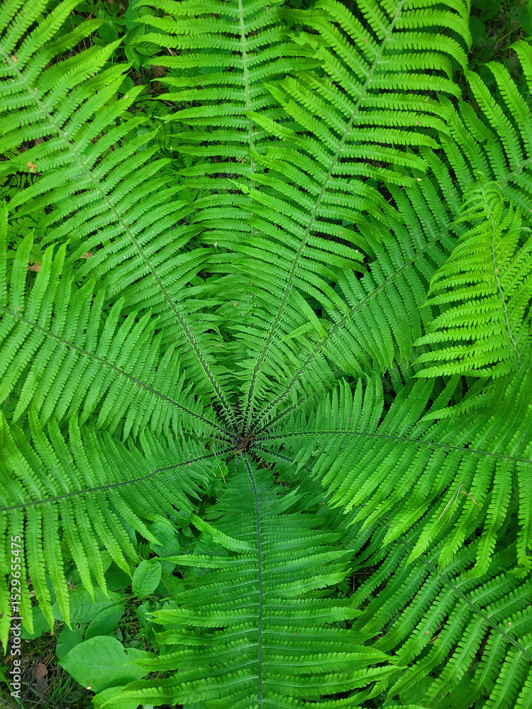 Obraz premium Background of green fern in the forest