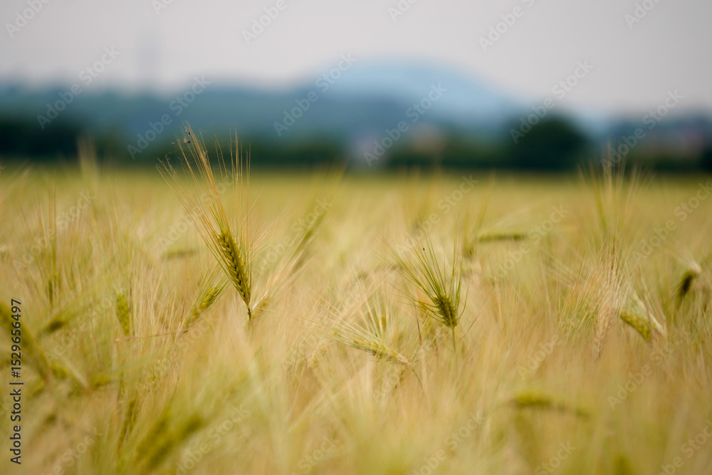 Obraz premium Golden wheat field glows under the sun, stretching toward distant mountains beneath a vibrant blue sky. A symbol of harvest, abundance, and the timeless beauty of rural landscapes.