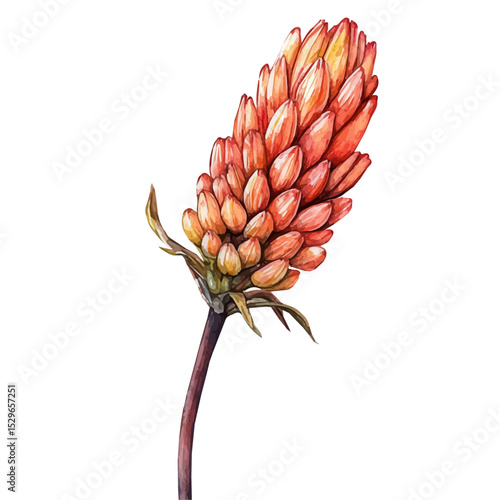 watercolor of A Torch Lily Stem, vector high quality, isolated on a white background.
