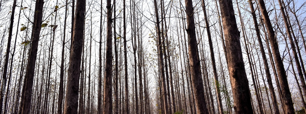 Obraz premium wood texture background