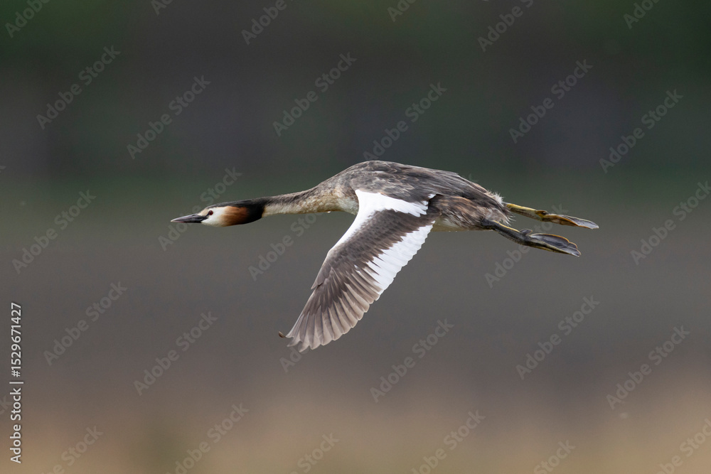 Adult great crested grebe (podiceps cristatus) in breeding plumage in flight Adult great crested grebe (podiceps cristatus) in breeding plumage in flight