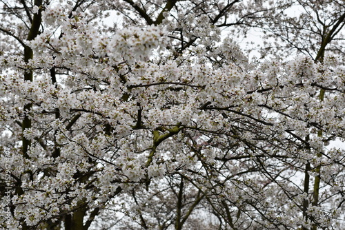 Wallpaper Mural White Flowering Trees Blooming in Spring Torontodigital.ca