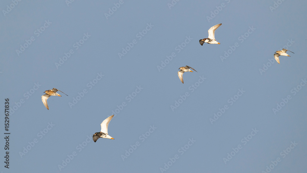 Obraz premium A flock of four adult male and one female Ruff (Philomachus pugnax)