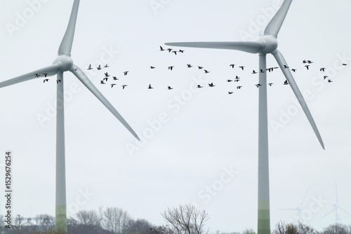 A flock of of barnacle goose (branta leucopsis) in flight in front of two wind energy turbines