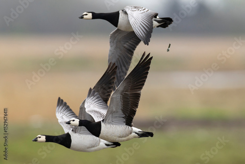 Three barnacle goose (branta leucopsis) in flight