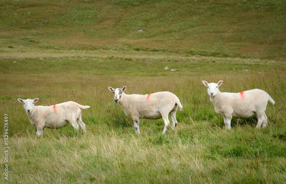 Fototapeta premium white sheep in a field