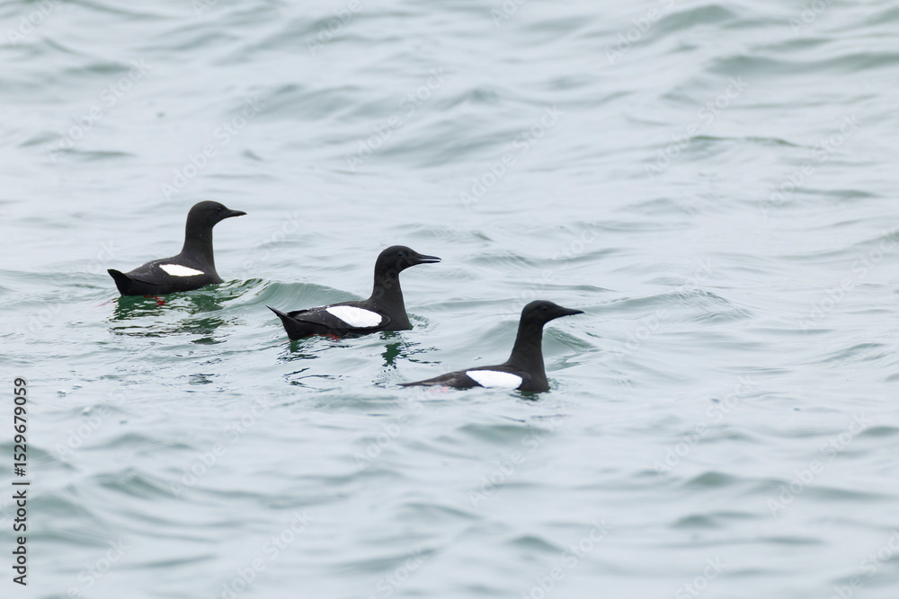 Fototapeta premium Three adult swimming black guillemot or tystie (cepphus grylle) in full breeding plumage
