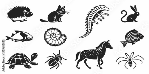 Photography wild animals collection