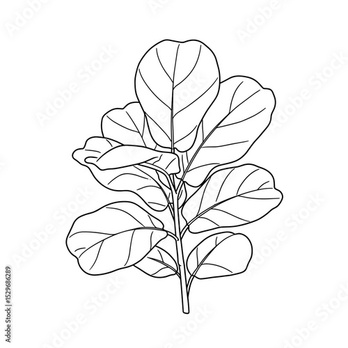  Fiddle leaf fig plant icon in outline for green home decor
