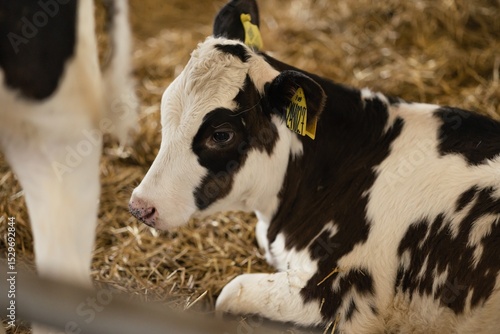 Wallpaper Mural small calves in a pen on a farm Torontodigital.ca