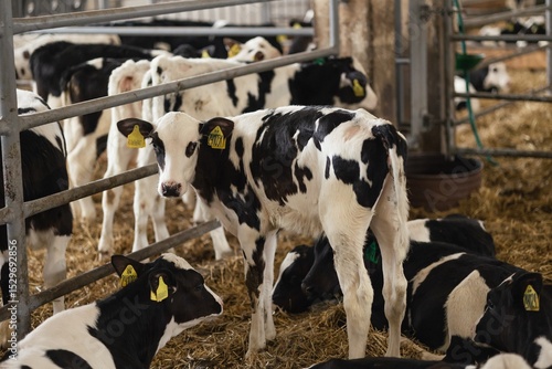 Wallpaper Mural small calves in a pen on a farm Torontodigital.ca