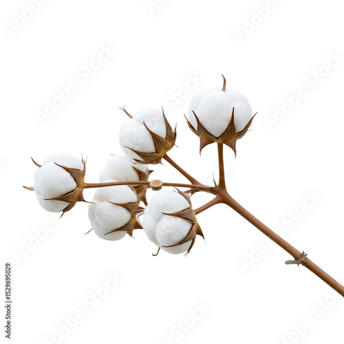 Cotton Plant Branch: A close-up image showcases a cotton plant branch in all its delicate glory. Each fluffy boll of white cotton is captured in sharp detail.