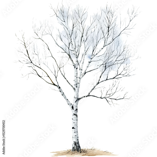 watercolor vector of A Silver Birch Tree, high quality, isolated on a white background.