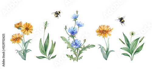 Medicinal herbs set of hand drawn watercolor illustrations isolated on white background. Flowers and leaves of calendula, chicory, plantain and bumblebee. Collection of elements for design