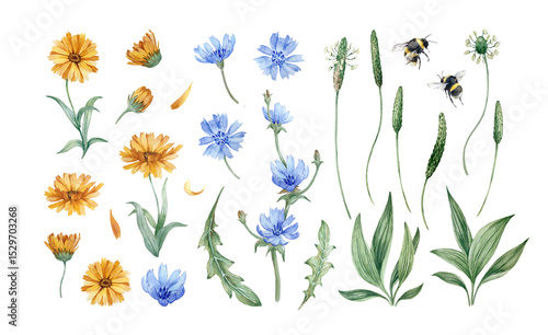 Medicinal herbs set of hand drawn watercolor illustrations isolated on white background. Flowers and leaves of calendula, chicory, plantain and bumblebee. Collection of elements for design