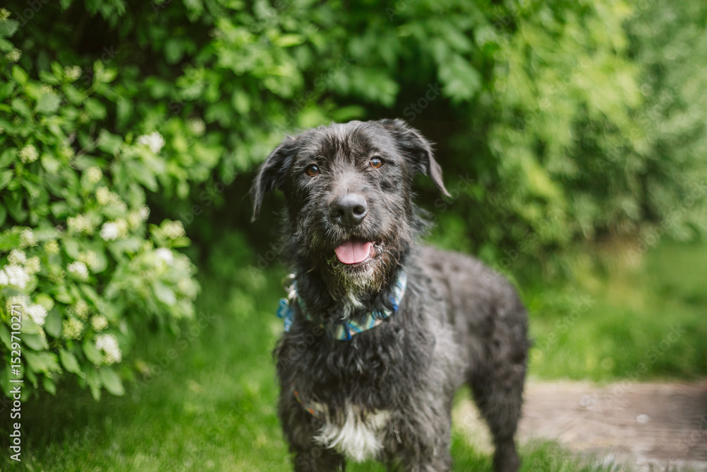 Black scruffy dog outside Black scruffy dog outside