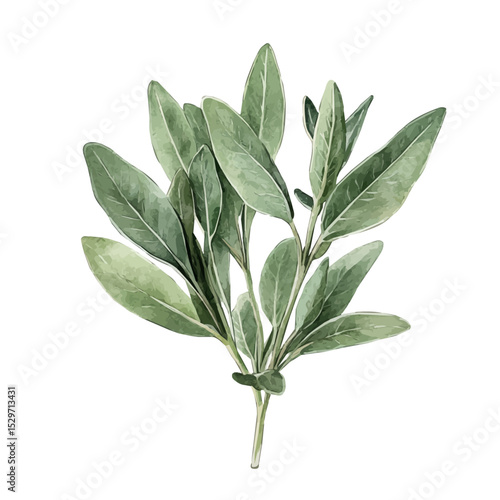 A Sage Plant, watercolor painting vector, high quality, isolated on a white background.