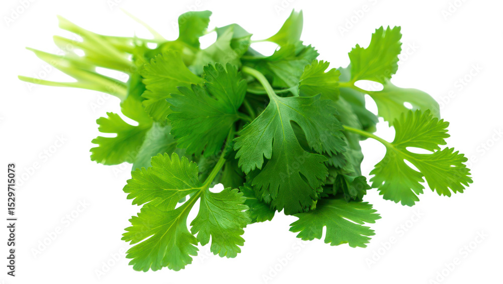 Fototapeta premium Fresh Green Cilantro Leaves Splash on transparent background