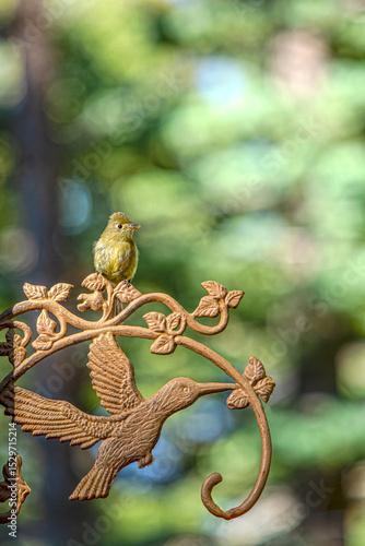 Bird Perched
