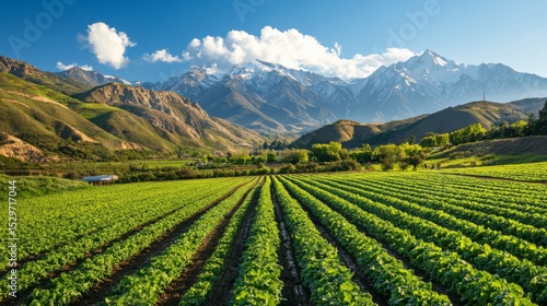 Wallpaper Mural Vibrant Green Farmland with Majestic Snow-capped Mountains Torontodigital.ca