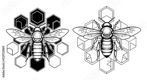 vintage bee and honeycomb illustration