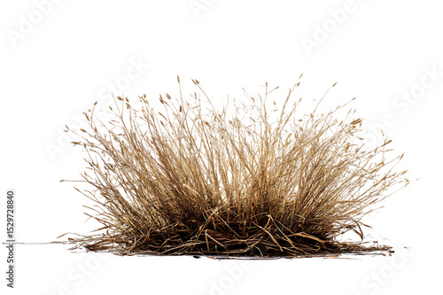 A Detailed View of Dried, Brown Bunchgrass Against a White Background  isolated on transparent background	