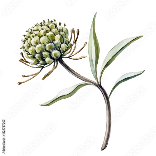 watercolor of A Pincushion Flower Stem, vector high quality, isolated on a white background.