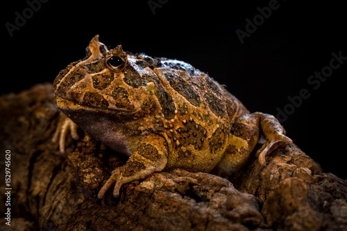 Cranwell frog (ceratophrys cranwelli)