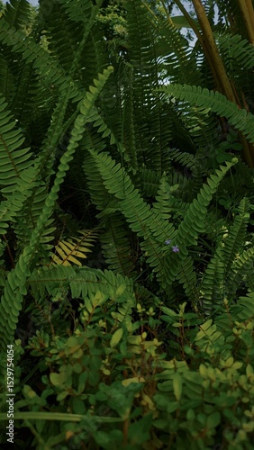 green fern leaves