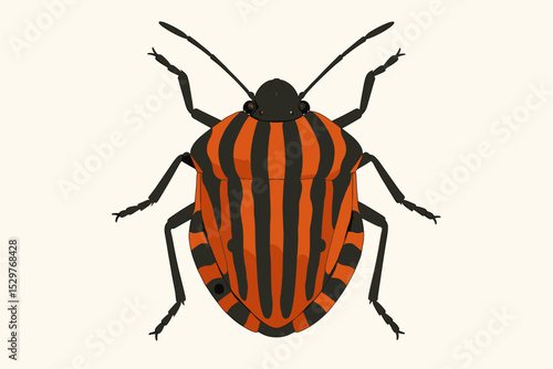 Striped Shield Bug vector illustration. Graphosoma italicum, also known as the Minstrel bug. Scientific entomology art. Detailed orange and black insect isolated on white background.