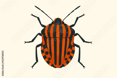 Vector illustration of a minstrel bug, Graphosoma italicum. Italian striped shield bug with an orange and black pattern. Detailed entomology drawing. Macro of an insect. Zoology.