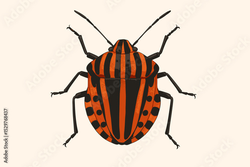 Striped bug Graphosoma lineatum vector illustration. Detailed entomological drawing of a minstrel bug. Italian striped bug on isolated background. Zoology, biology science art.