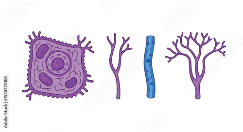 Exploring the Intricate World of Tissues Unraveling the Secrets Within Our Bodies Health