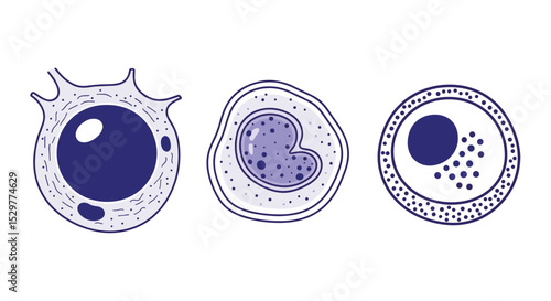 A Study of White Blood Cells Immune System Components Involved in Infection Control