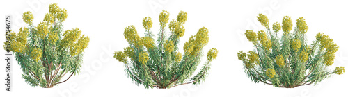 Foto Euphorbia characias subsp Wulfenii Tree 4k png cutout transparent background iso