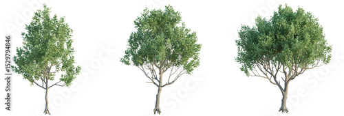 Ceratonia siliqua Tree 4k png cutout transparent background isolate