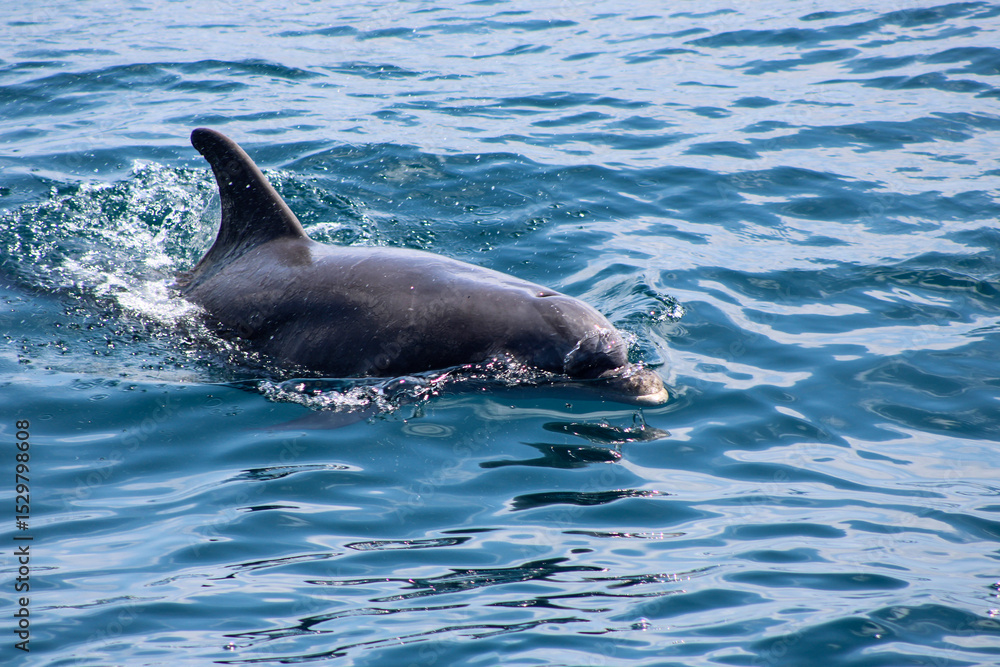 Obraz premium dolphin in the water