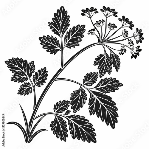 Elegant black and white illustration of parsley sprig