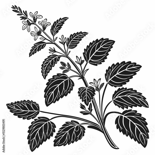Black and white illustration of lemon balm herb with leaves and flowers