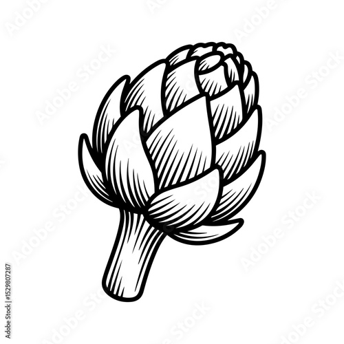 Vintage line art illustration of an artichoke