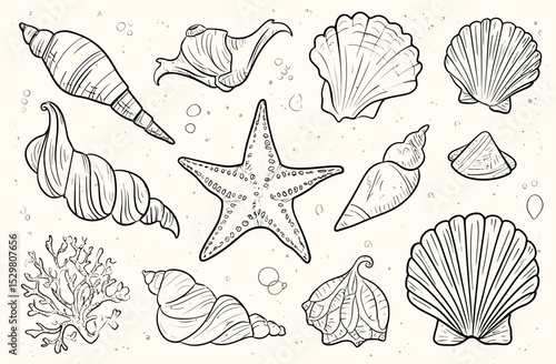 Hand-Drawn Sea Shells and Starfish Illustration Collection of Ocean Life Sketches