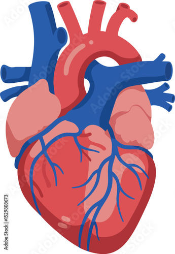 Human heart anatomy illustration with red and blue veins and arteries vector graphic 