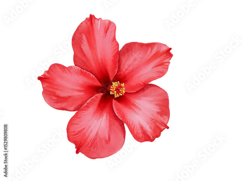 Red hibiscus flower isolated on transparent background