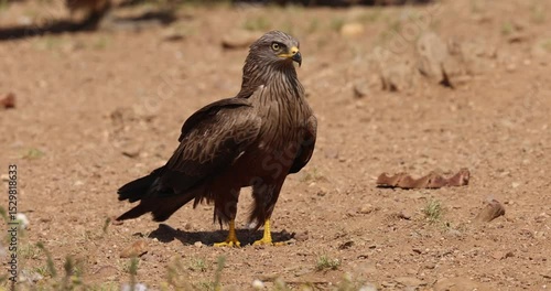 Black kite (Milvus migrans) alert on ground in natural environment